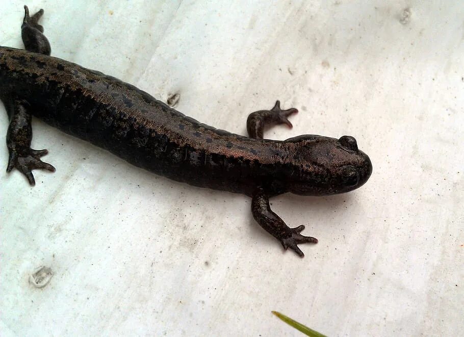 Уссурийский углозуб. Уссурийский безлёгочный тритон. Уссурийский когтистый тритон. Когтистый тритон. Уссурийский безлегочный тритон.