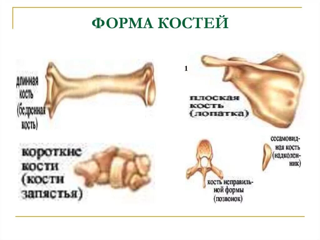 Формы костей. Типы костей человека. Строение и форма костей. Типы костей трубчатые.