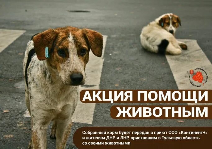 Приложение помощь животным. Акция помощь животным. помогать животным. акция помоги животным. акция помоги животным приюта.
