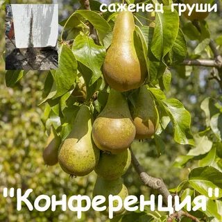 Урожайность груши