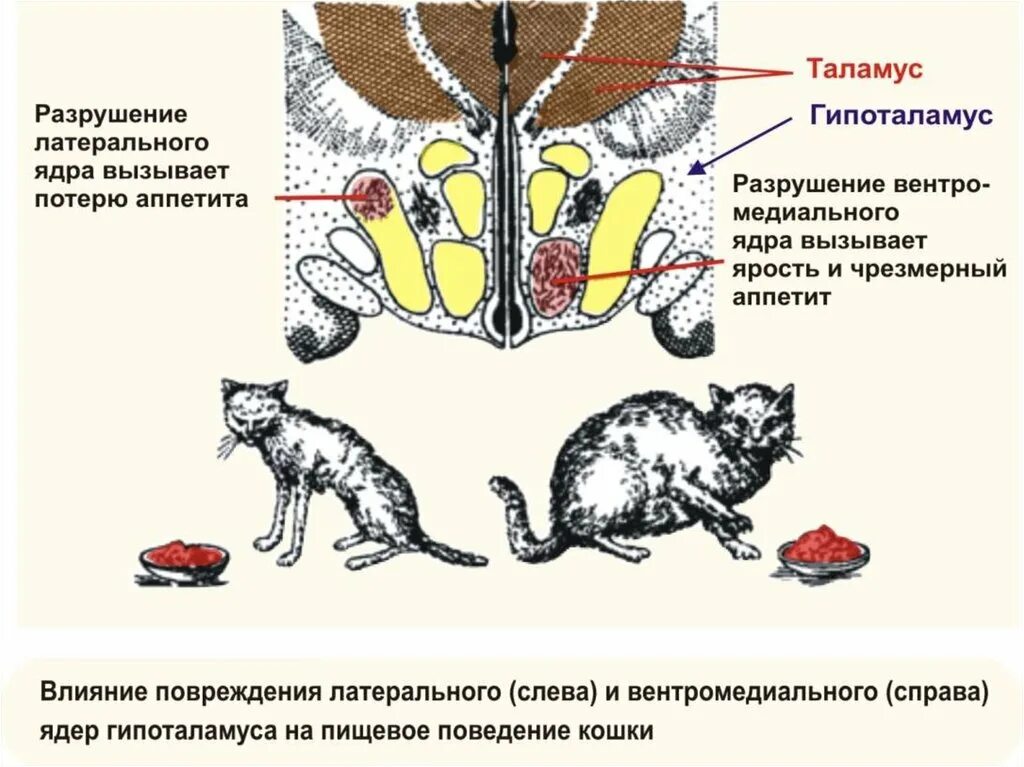 Гипоталамус и голод. Пищевое поведение гипоталамус. Пищевое поведение. Гипоталамус животных. Пищевое поведение животных.
