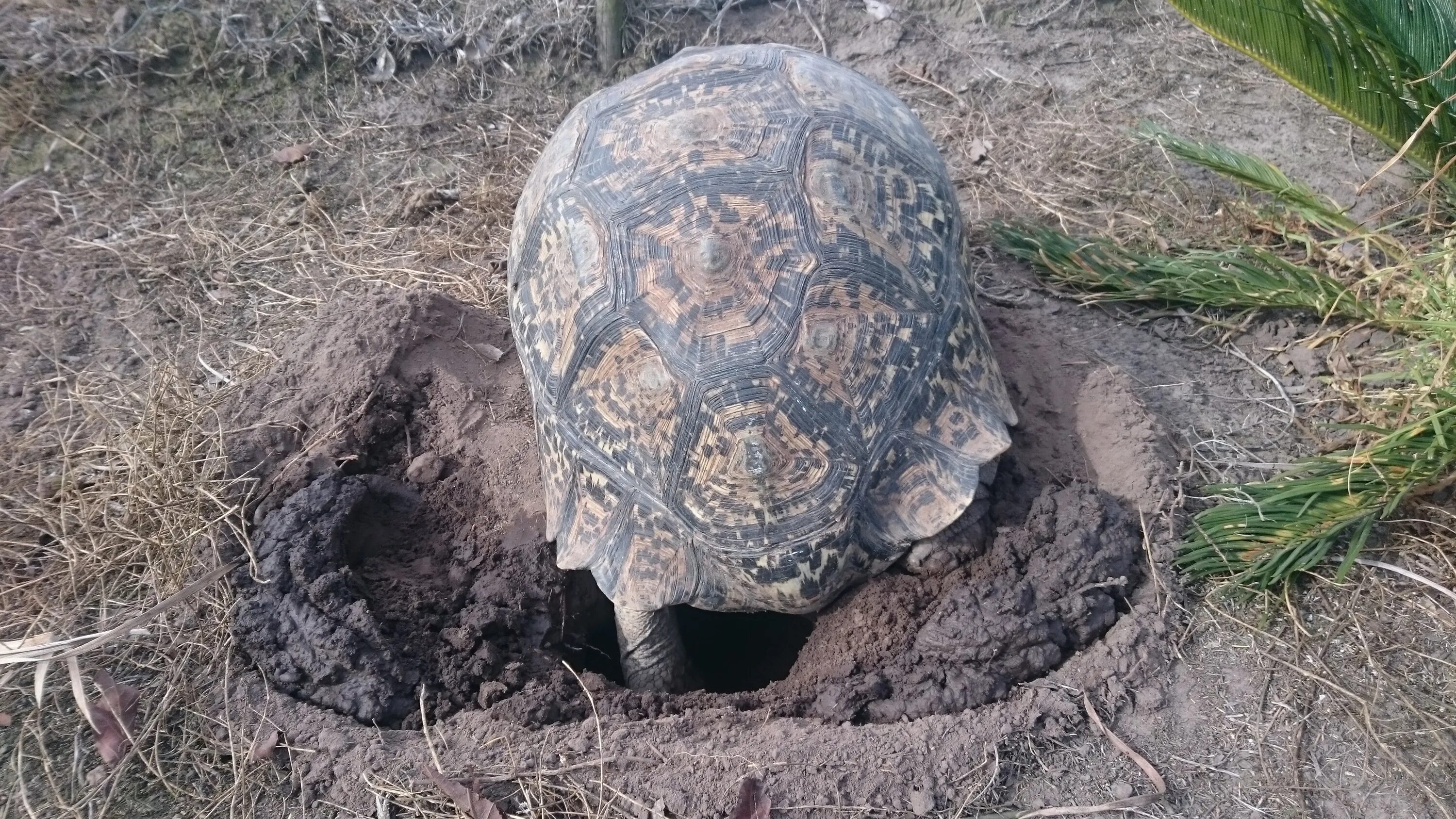 Leopard tortoise