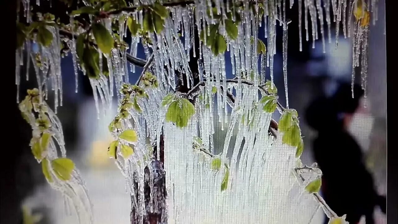 Кап кап звенят сосульки весело минусовка. 22 — День кап-кап-капели. День капели. Ах капель капель.