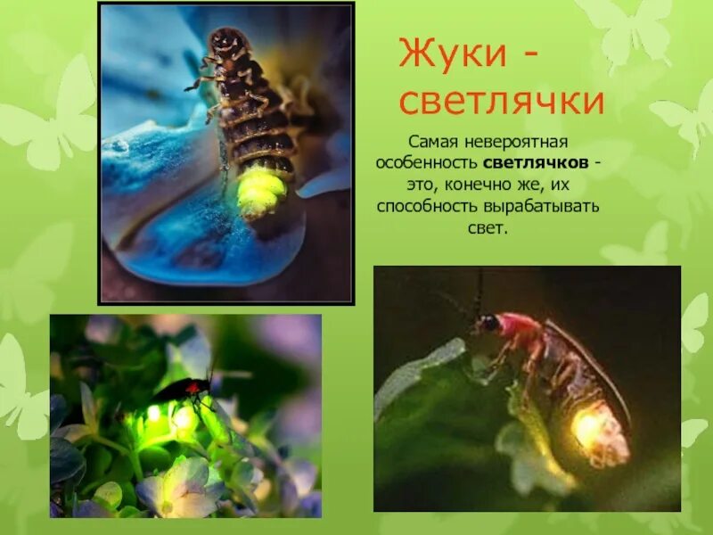 Интересные факты о светлячках. Светлячок насекомое для детей. Светлячки кратко. Интересные факты о жуках светлячках. Светлячки кратко.