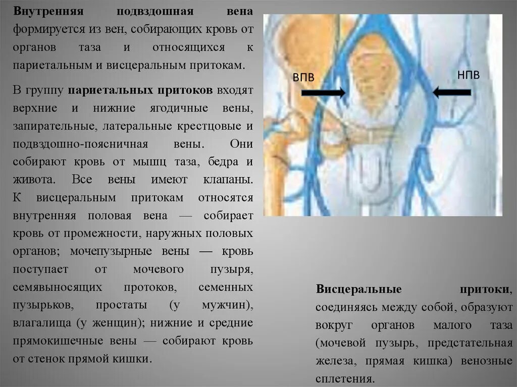 Нижняя полая Вена норма. Нижняя полая Вена Размеры. Подвздошная Вена где находится. Подвздошная Вена где находится фото у женщины.