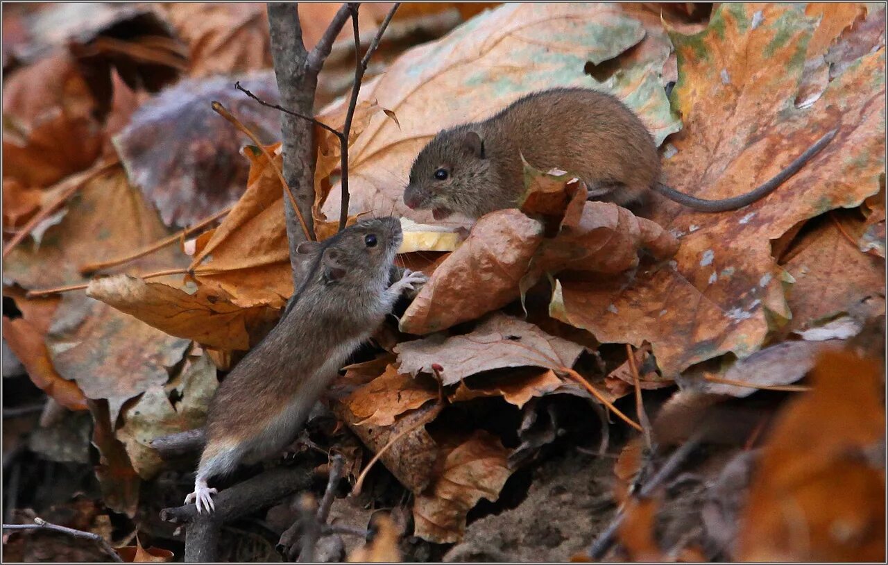 Полевые мыши зимой. Снеговая полёвка (chionomys nivalis). Лесная мышь (Sylvaemus sylvaticus). Белка полевка. Лесная мышка полевка.