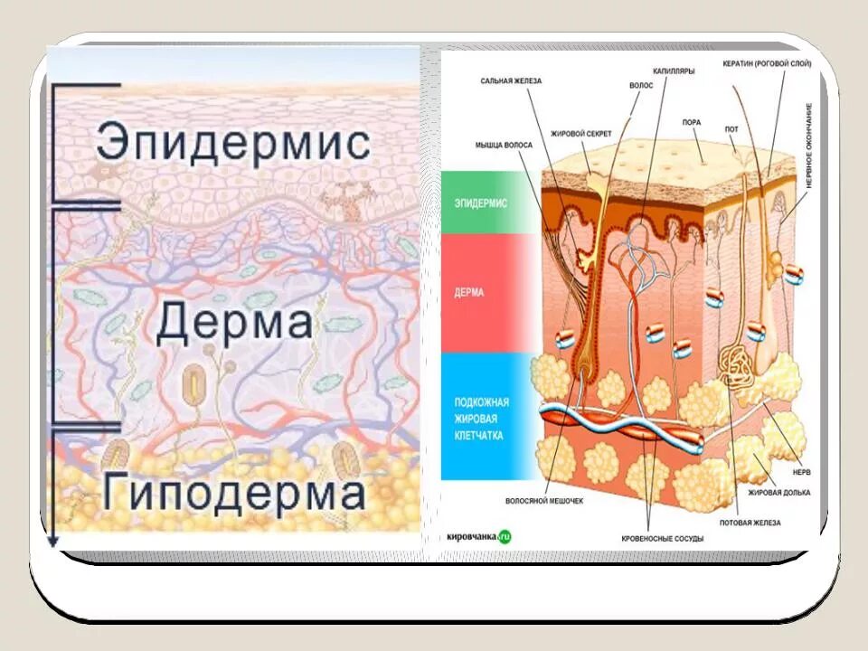 Строение и функции производных кожи. Эпидермис гиподерма. Слой 1) эпидермис 2) дерма 3) гиподерма. Производные кожи строение. План строения кожи.