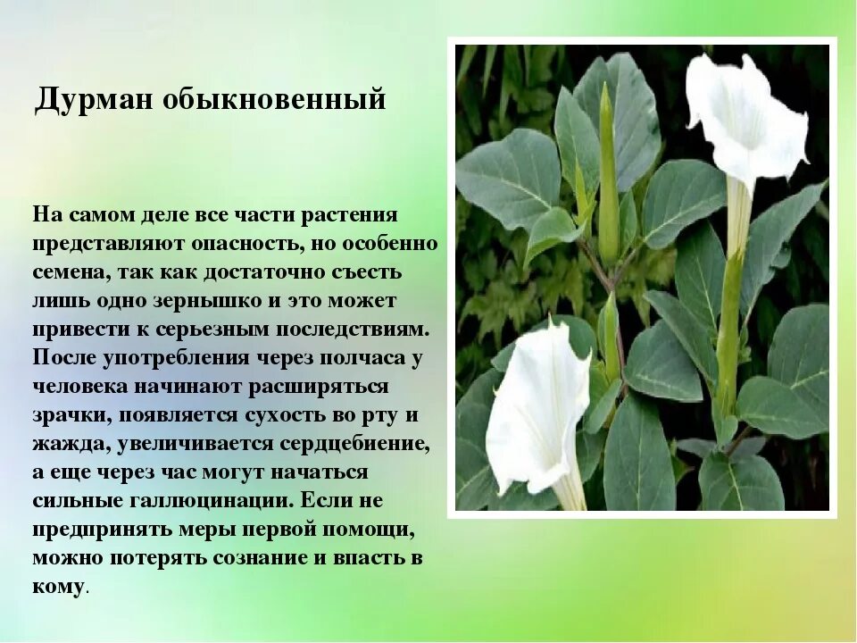 Дурманная
