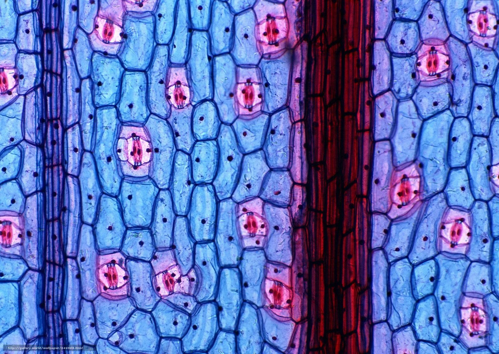 Микрофотографии тканей растений. Микрофотография клетки растений. Клетка растения микрофото. Клетка биология микрофотографии. Рисунок группы клеток