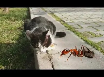 Cat ant