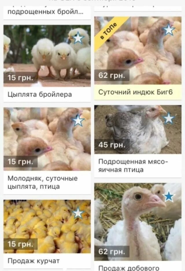 Таблица роста бройлер росс