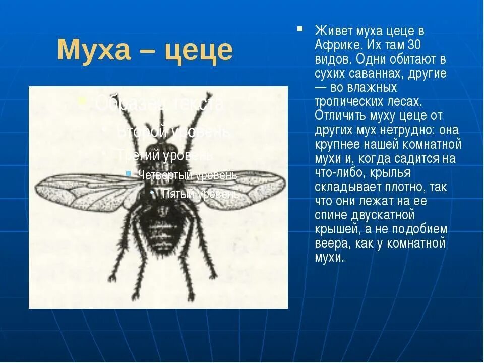 Муха цеце где. Муха ЦЕЦЕ отряд. Муха ЦЕЦЕ Крылья. Муха ЦЕЦЕ паразитология. Муха ЦЕЦЕ строение.