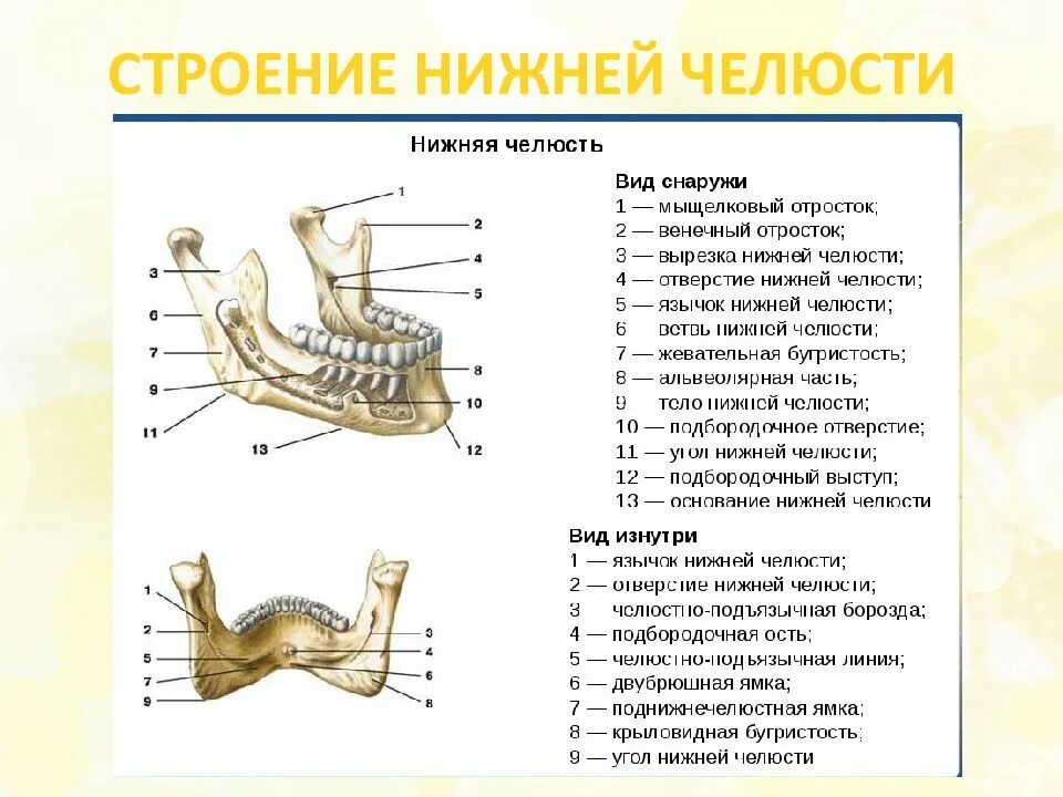 Гребень впр. Нижняя челюсть вид сбоку анатомия. Анатомическое строение нижней челюсти. Нижняя челюсть анатомия строение кости. Строение верхней и нижней челюсти анатомия.