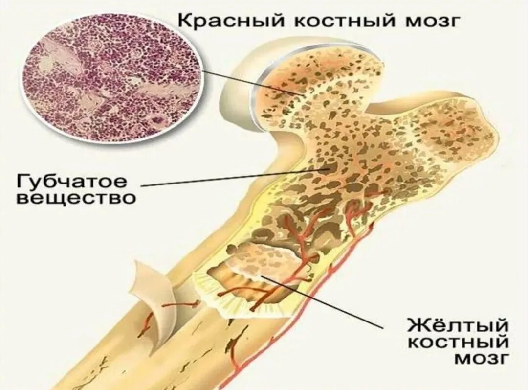 Костно-мозговая (желтая) жировая ткань. Локализация красного и желтого костного мозга. Красный костный мозг это в биологии. Желтый костный мозг жировая ткань. Желтый костный мозг трубчатой кости.