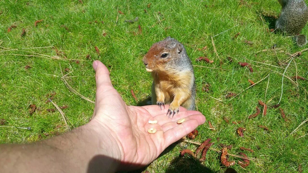 Суслик Краснощекий (Spermophilus erythrogenys). Суслик Краснощёкий Кемеровская область. Краснощекий суслик Алтайский край. Суслик краснощекий