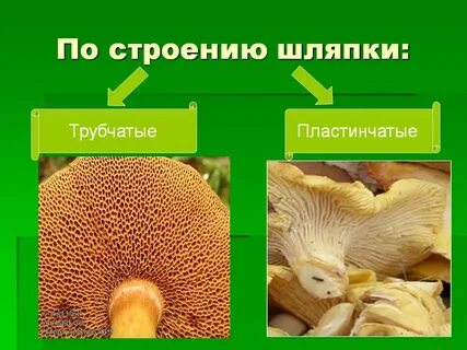 Строение ножки пластинчатого гриба