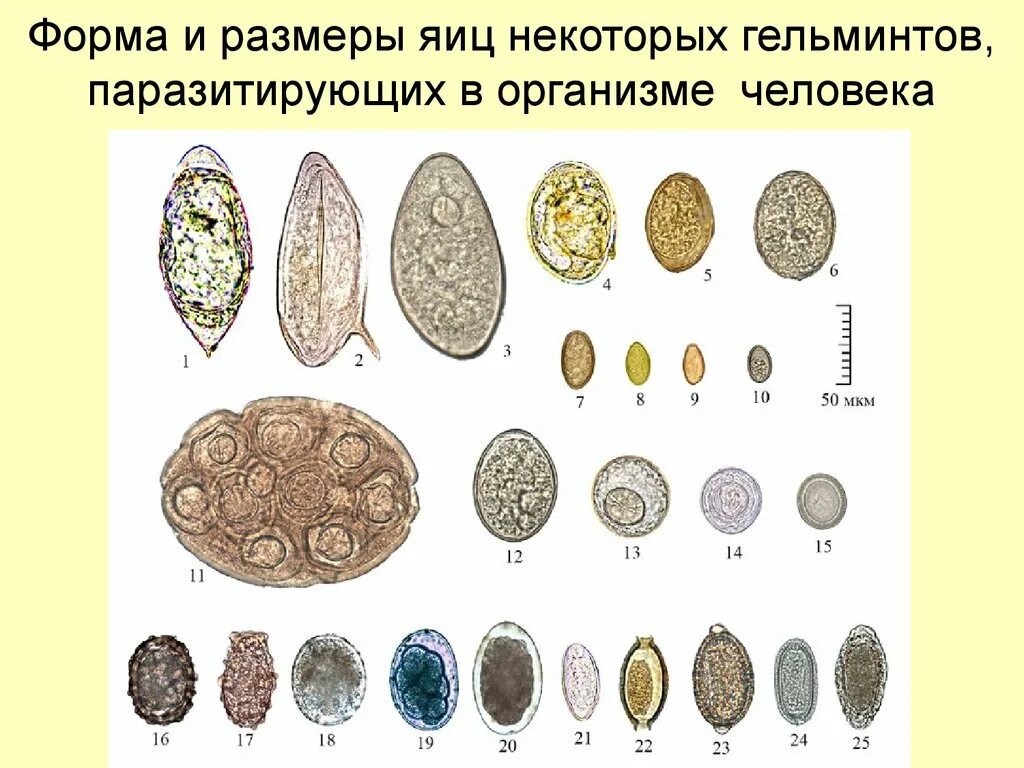 Лимонообразные яйца гельминтов. Купить яйца глист