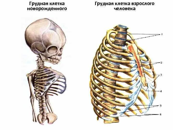 Строение грудной клетки новорожденного. Грудная клетка новорожденного анатомия. Строение грудной клетки у детей. Рахитическая грудная клетка. Грудная клетка ребенка 2 года