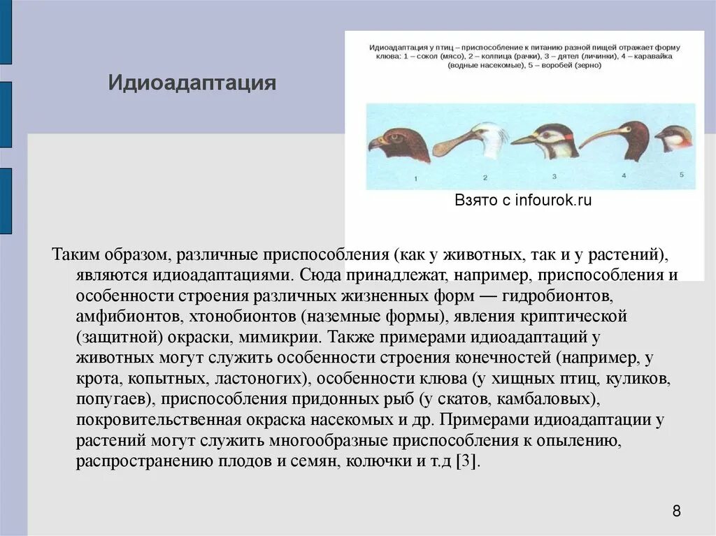 Идиоадаптация птиц. Идиоадаптация примеры у животных. Ароморфозы и идиоадаптации птиц. Идиоадаптация птиц примеры.