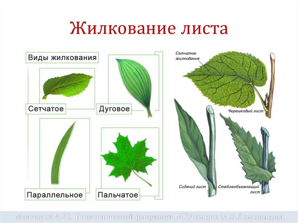 Параллельное дуговое сетчатое. Параллельным жилкованием листовых пластинок. Лист березы жилкование листа. Типы жилкования листа. Вид жилкования листа березы.