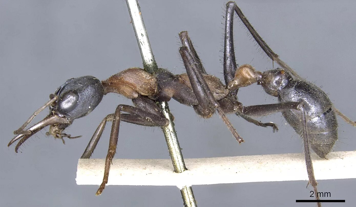 Myrmecia nigrocincta. Myrmecia brevinoda. Myrmecia pavida. Myrmecia piliventris. Читать серые муравьи