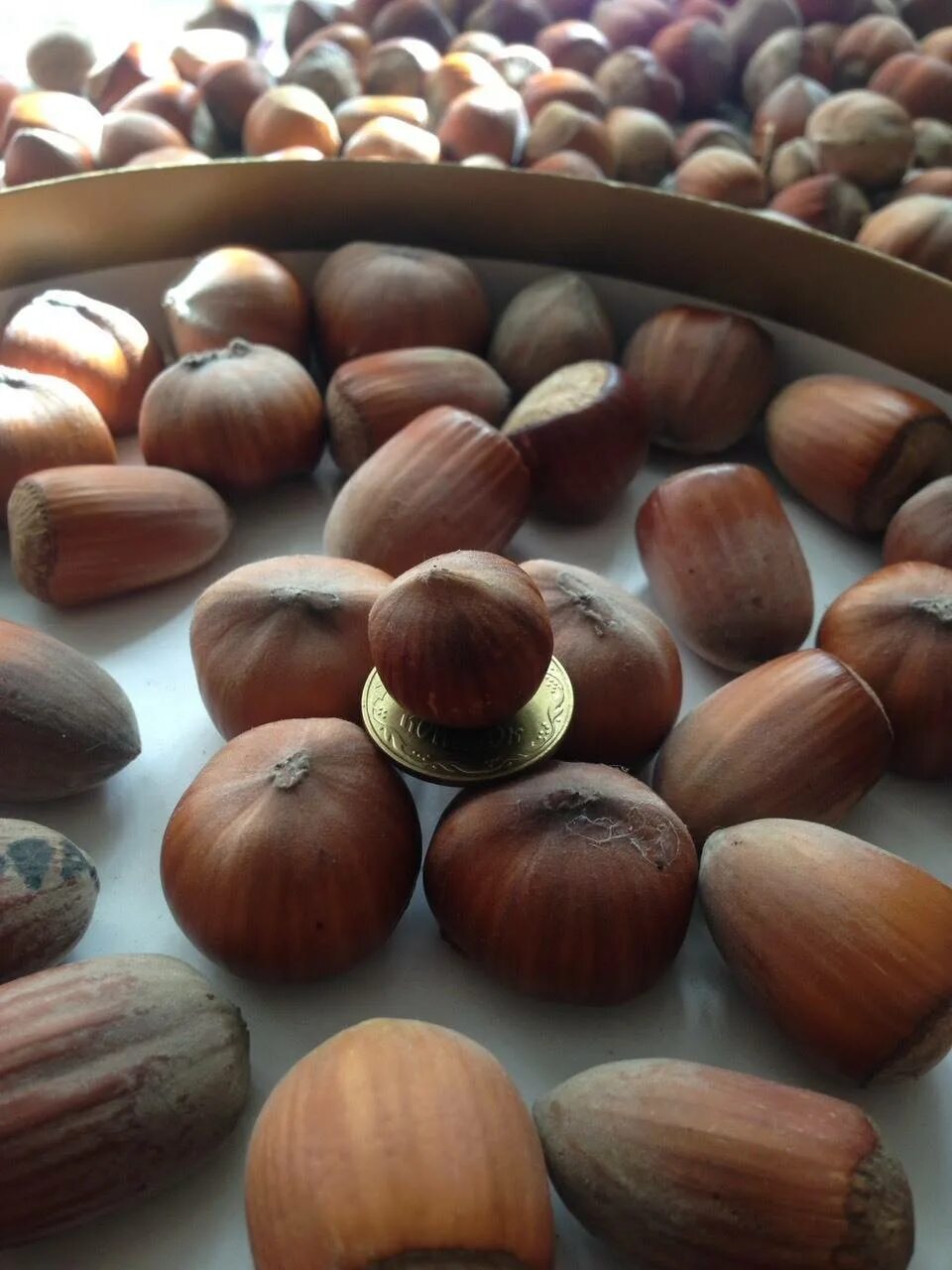 Фундук анапский. Фундук трапезунд дерево. Сорт фундука "косфорд". Анаклиури фундук. Сорт лесной орех.