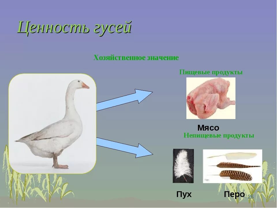 Продукты получаемые от птиц. Польза домашних животных и птиц. Польза домашних птиц. Чем полезен Гусь для человека. Части тела домашних птиц.