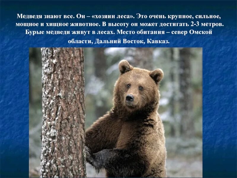 Медведь хозяин леса. Среда обитания бурого медведя в России. Медведь хозяин леса это знают. Презентация по теме медведь хозяин леса. Бурый медведь приспособления