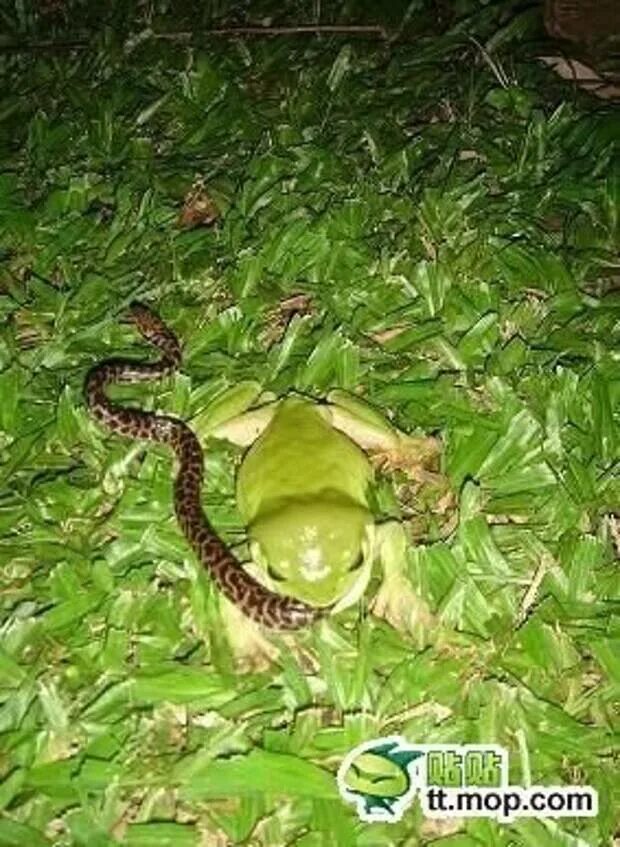Змея съевшая лягушку