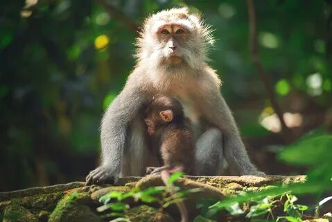 Baby monkey wildlife