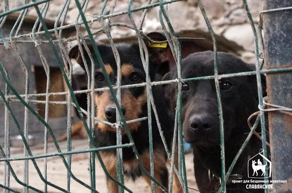 Приют для собак в калининграде. Центр реабилитации бездомных животных берегиня подмосковье. Славянское приют для животных калининград. Приют соседи для собак в красноярске. Славянское приют для животных.