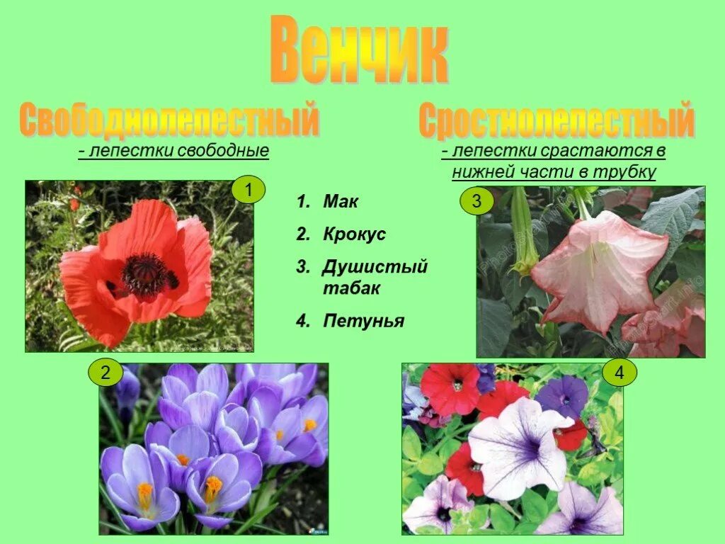 Сростнолепестный венчик цветка имеется у. Венчик сростнолепестной свободнолепестной. Сростнолепестный венчик цветка. Раздельнолепестный венчик. Спайнолепестный венчик.