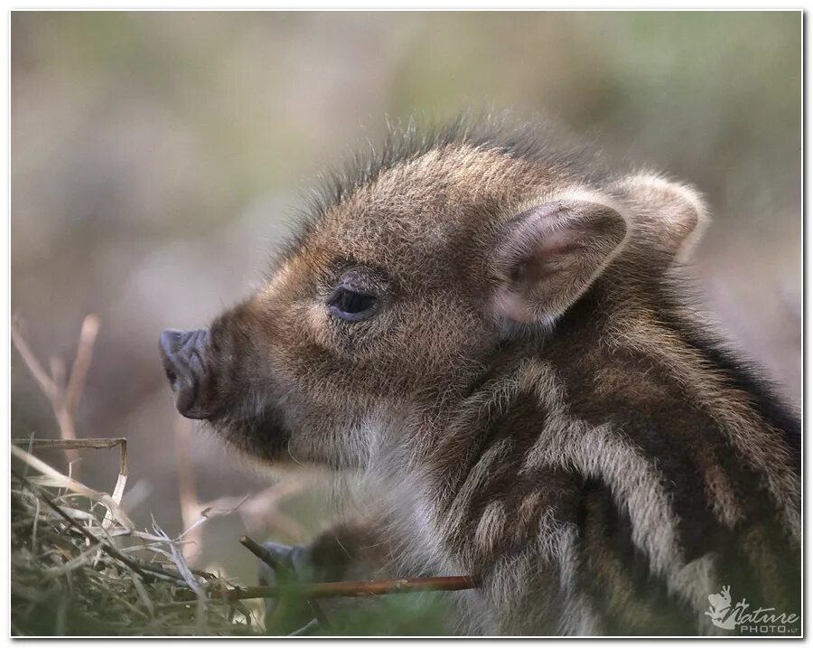 Wild Boar Piglets 3 Wilde tiere, Tiere, Säugetiere