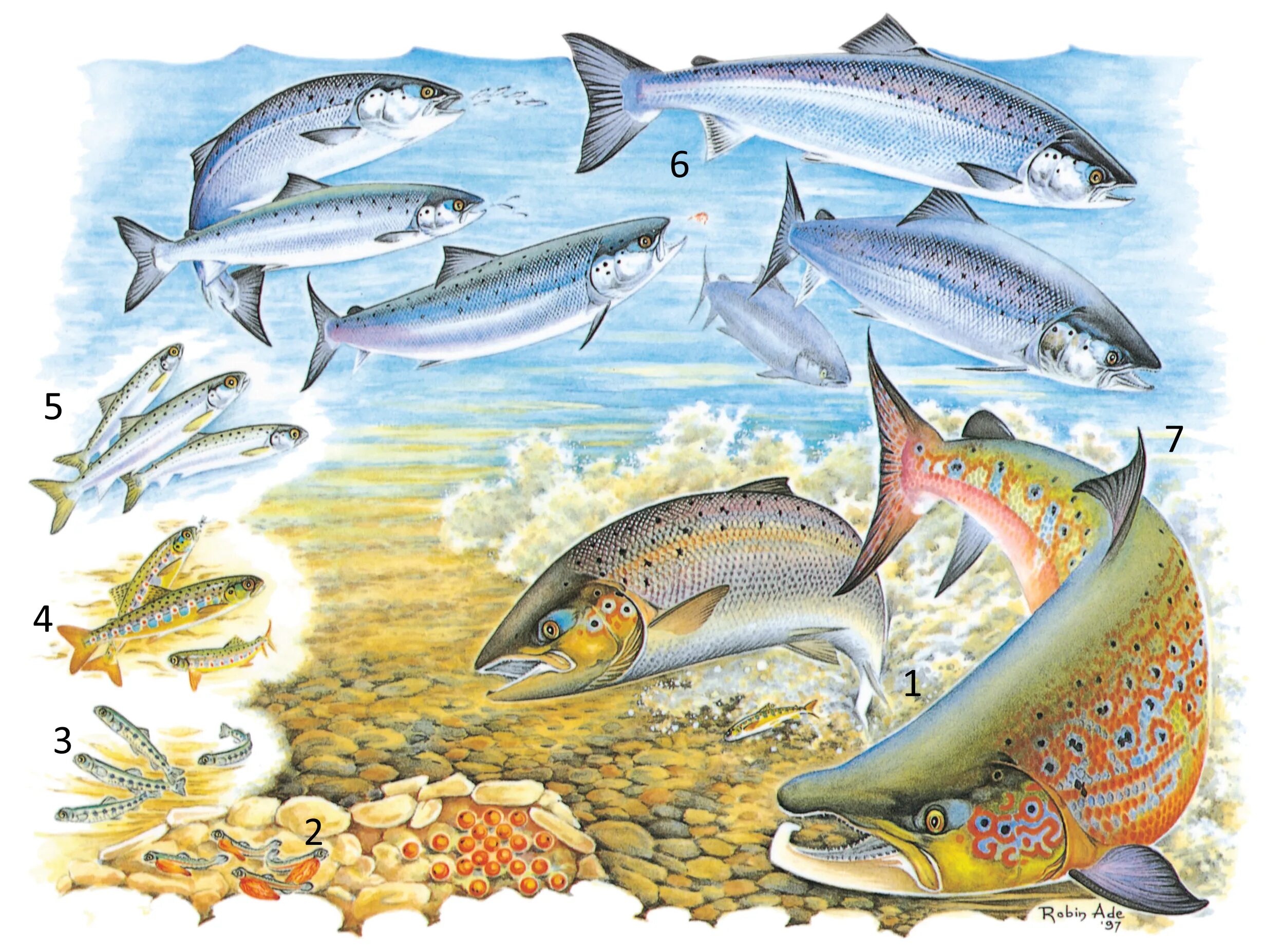 Жизненный цикл Атлантического лосося. Тихоокеанский лосось миграция. Лососеобразные рыбы нерест. Жизненный цикл лососевых рыб.