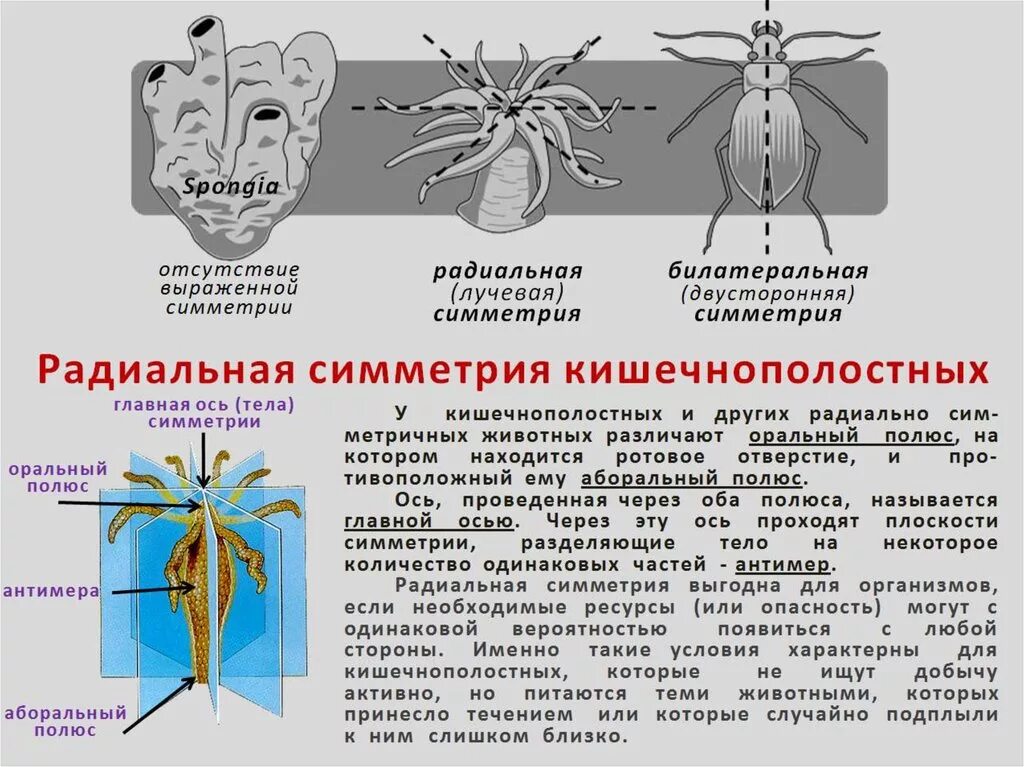 Тип симметрии мыши. Двусторонняя и лучевая симметрия в биологии. Двусторонняя симметрия тела у животных. Билатеральная симметрия характерна для. Симметрия тела кишечнополостных.