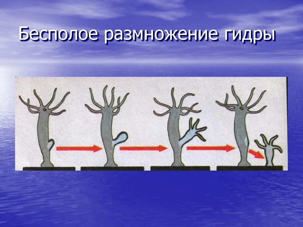 Пресноводная гидра размножается. Бесполое размножение гидры. Размножение гидры почкование. Почкование пресноводной гидры. Размножение гидры пресноводной.