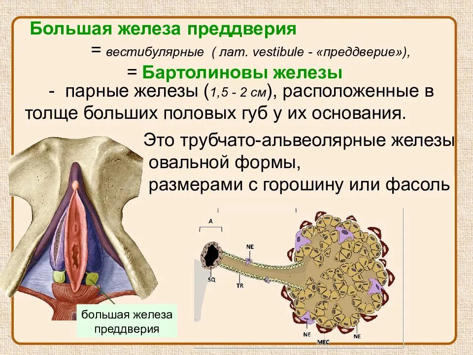 Экзокринная функция яичников. Малые вестибулярные железы преддверия влагалища. Самая крупная железа в организме человека. Большая железа это. Железы внутренней секреции строение.