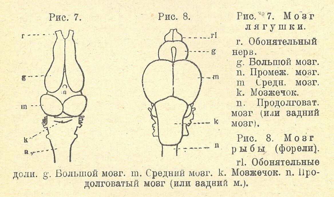 Схема головного мозга рыбы. Отделы головного мозга у костных рыб. Схема строения головного мозга рыбы. Схема головного мозга костной рыбы. Особенности строения мозга рыбы