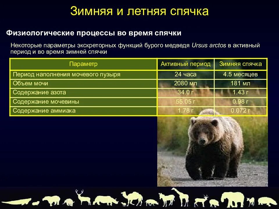 Какую среду освоил медведь. Таблица медведей. Размеры медведей. Бурый медведь таблица. Параметры медведя.