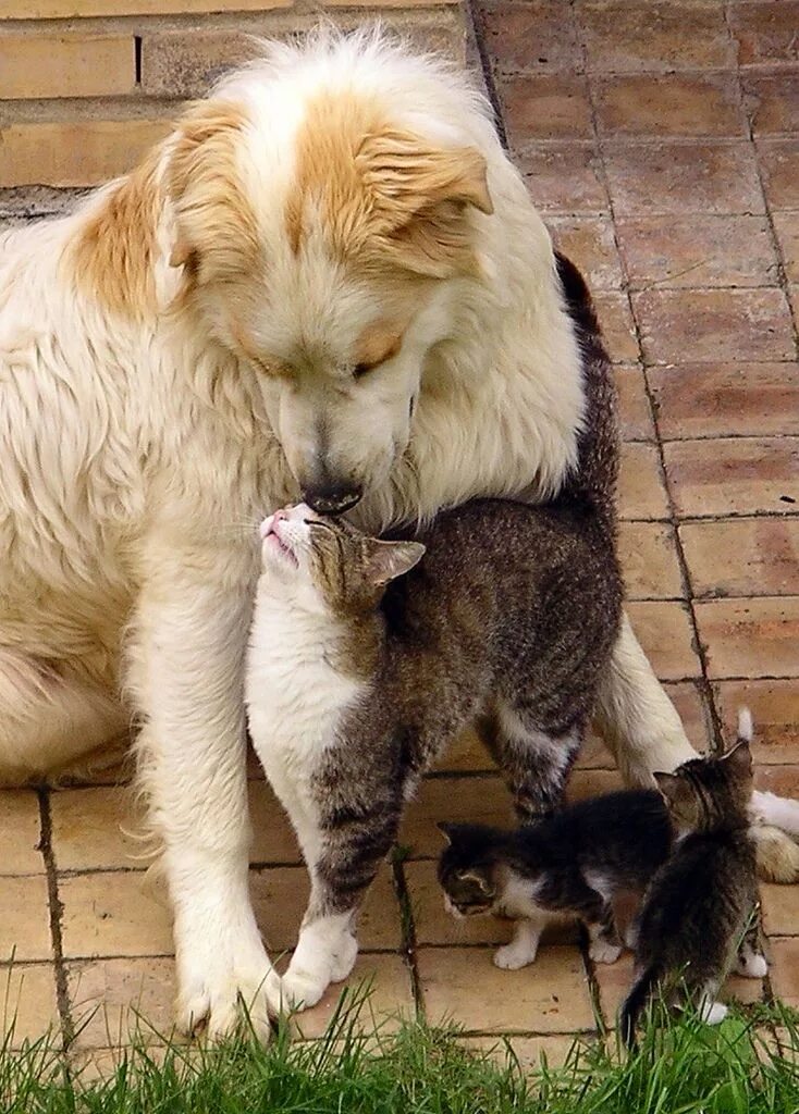 Где кошка собака. Дружба животных. Собака с кошкой дружат. Дружба кошки и собаки. Коты и собаки вместе.