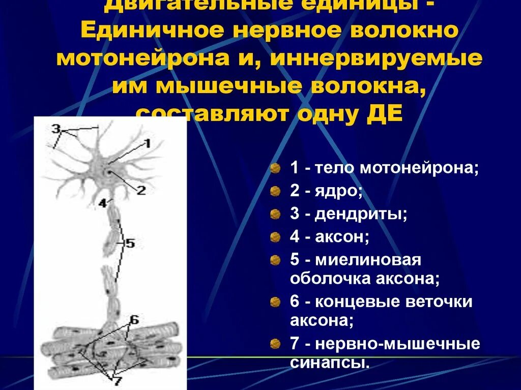 Структуры двигательного действия. Структуры двигательного действия