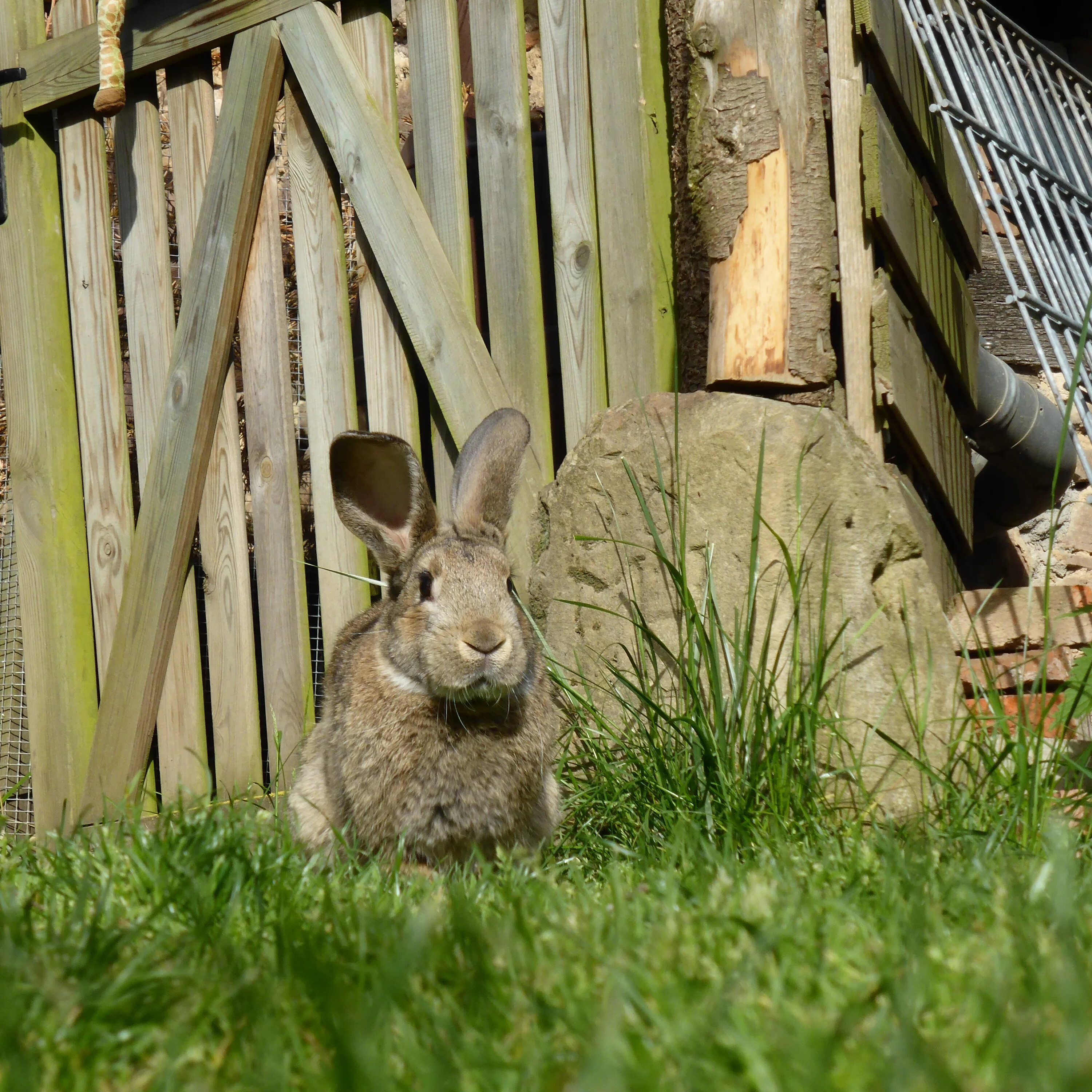 Видео где кролик. Карликовый Русак кролик. Мардер кролик. Необычные кролики. Австралийский заяц.