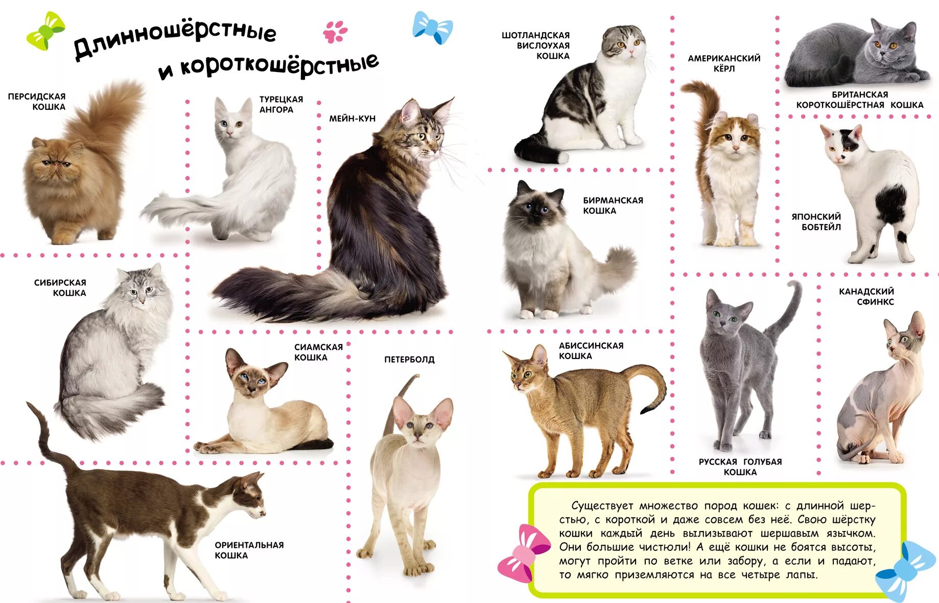 Какую кошку можно. Породы домашних животных названия. Породы кошек плакат. Породы кошек для детей. Кошки разных пород для детей.