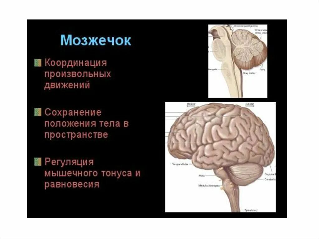 Мозжечок мозг функции. Функции мозжечка в головном мозге. Мозжечок строение и функции. Функциональные отделы мозжечка.