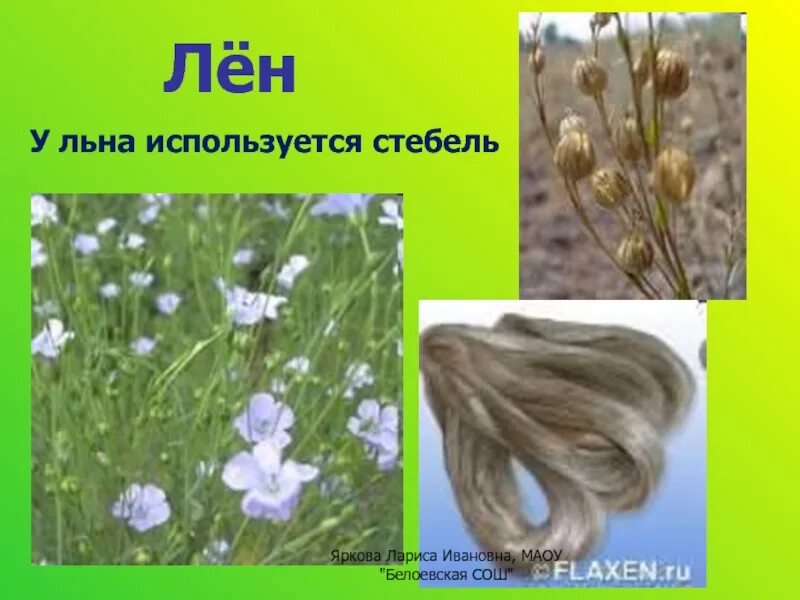 Растения которые используют для тканей. Лён растение. лён растение для ткани. лён как делают ткань. растения для производства тканей.