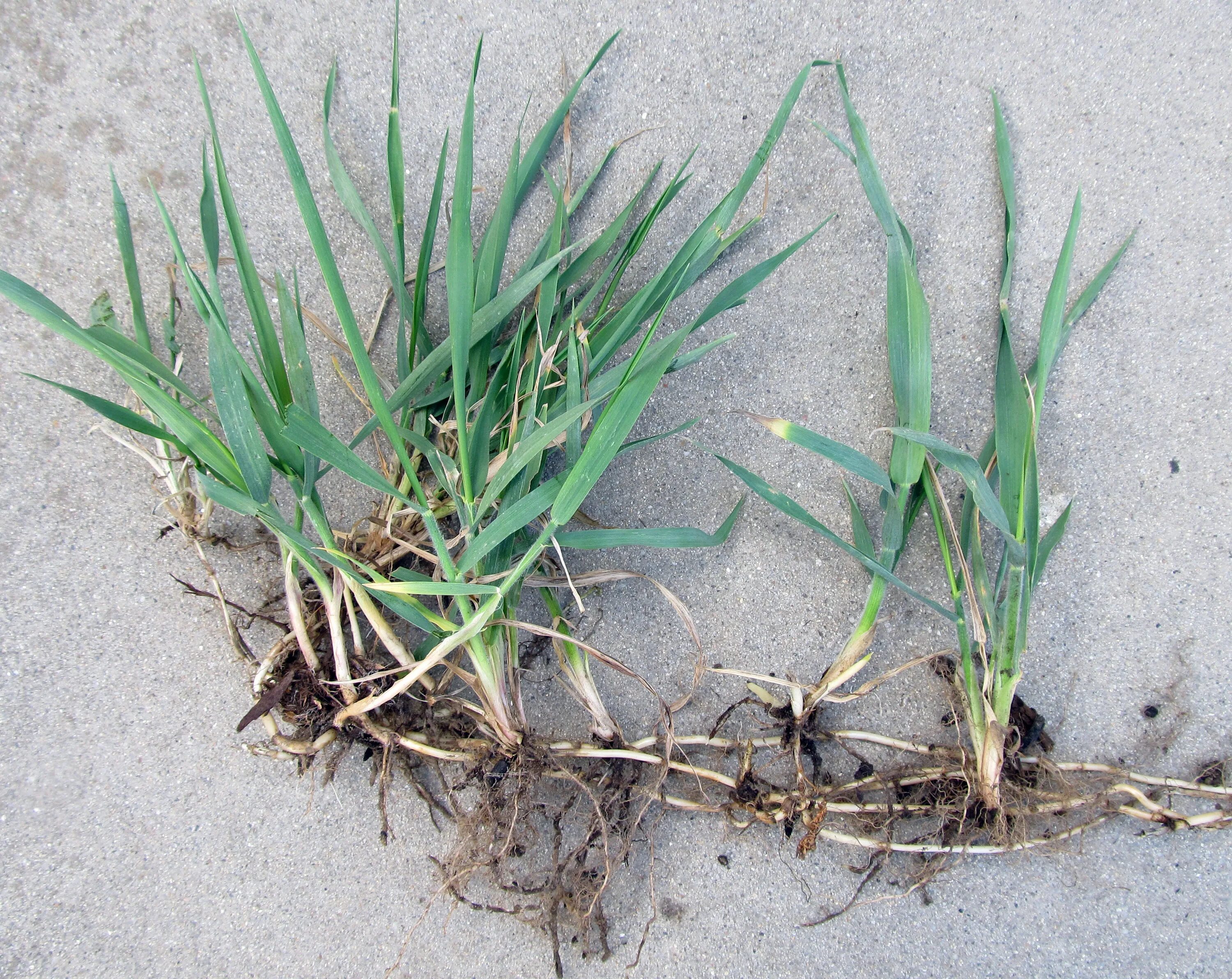 Свинорой корни. Пырей ростки. Пырей ползучий корень. Пырей ползучий корень. Осот и осока.