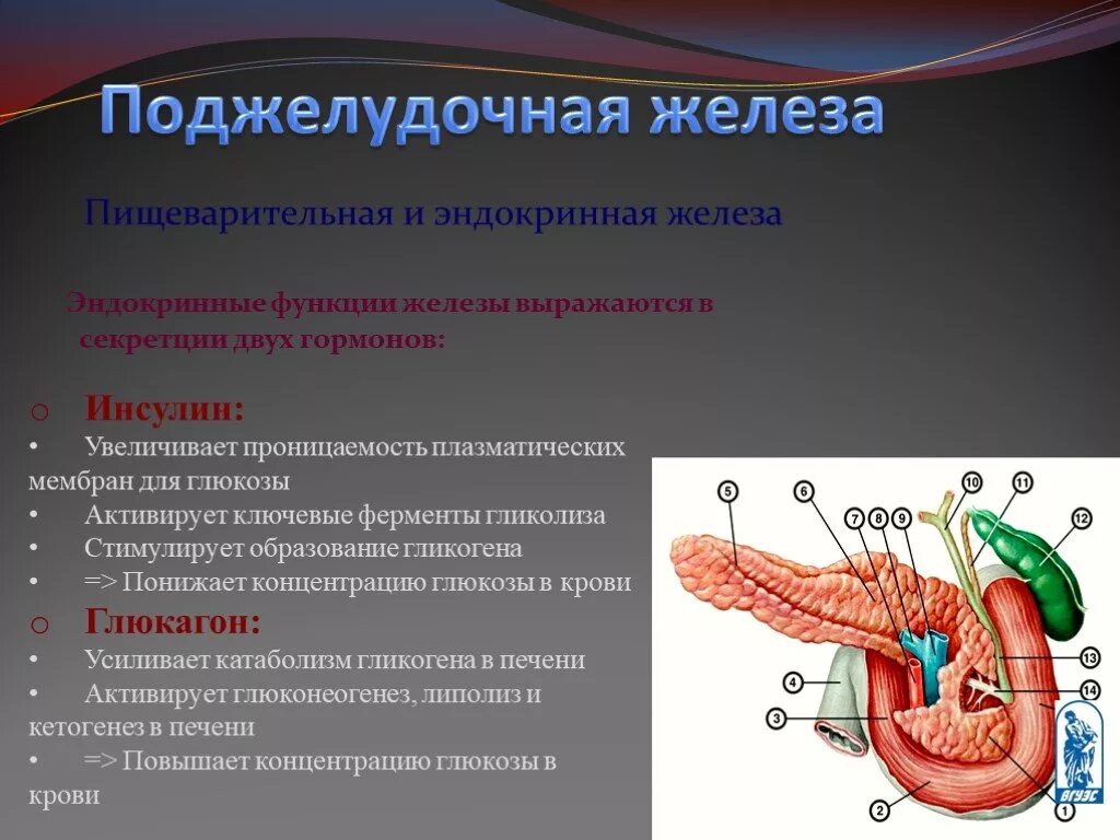 Поджелудочная железа человека функции