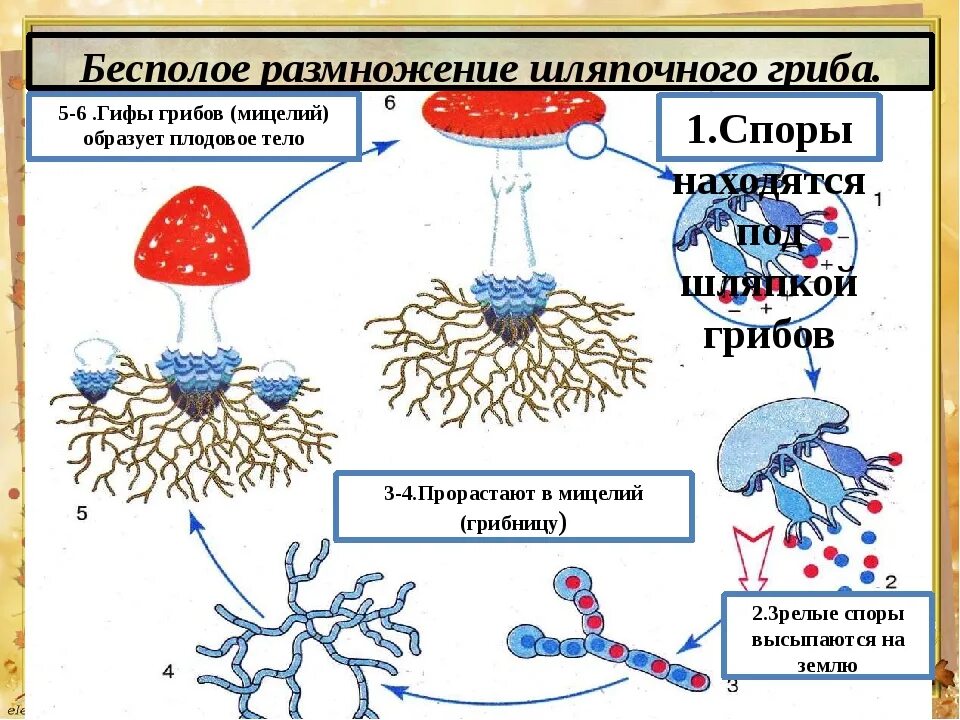 Размножение грибов мицелием. Размножение шляпочного гриба схема. Размножение шляпочных грибов схема. Размножение шляпочных грибов спорами.