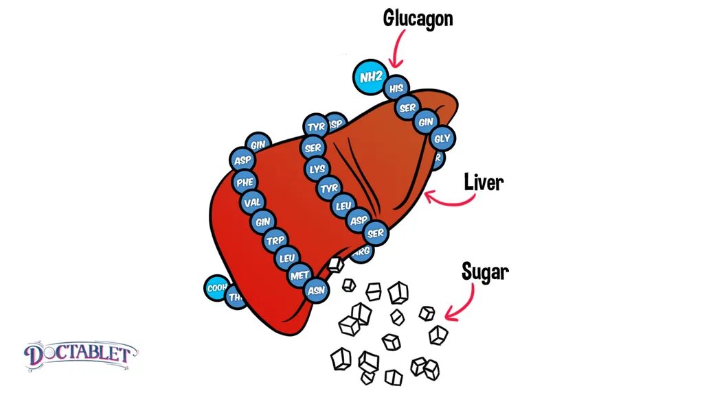 Фермент расщепляющий инсулин. Химическая структура глюкагона. Глюкагон гормон молекула. Инсулин и глюкагон формулы. Глюкагон строение биохимия.