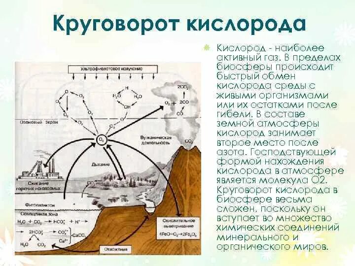 Круговорот кислорода в биосфере кратко. Круговорот кислорода в природе химия 9 класс. Круговорот кислорода в биосфере описание. Круговорот кислорода химия 9 класс. Важную роль накопления кислорода в атмосфере играют